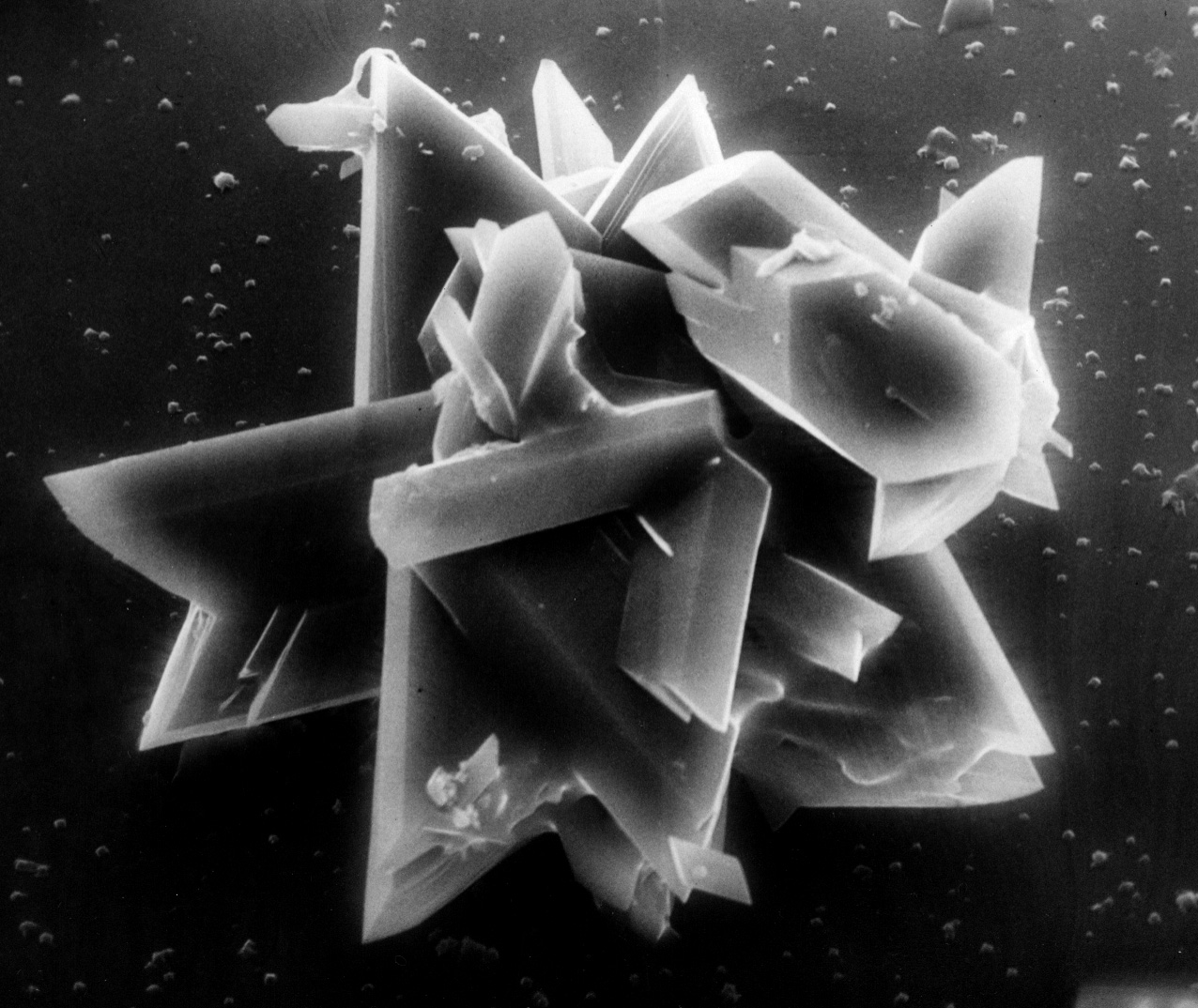 SEM of gypsum crystals grown from the hemihydrate.