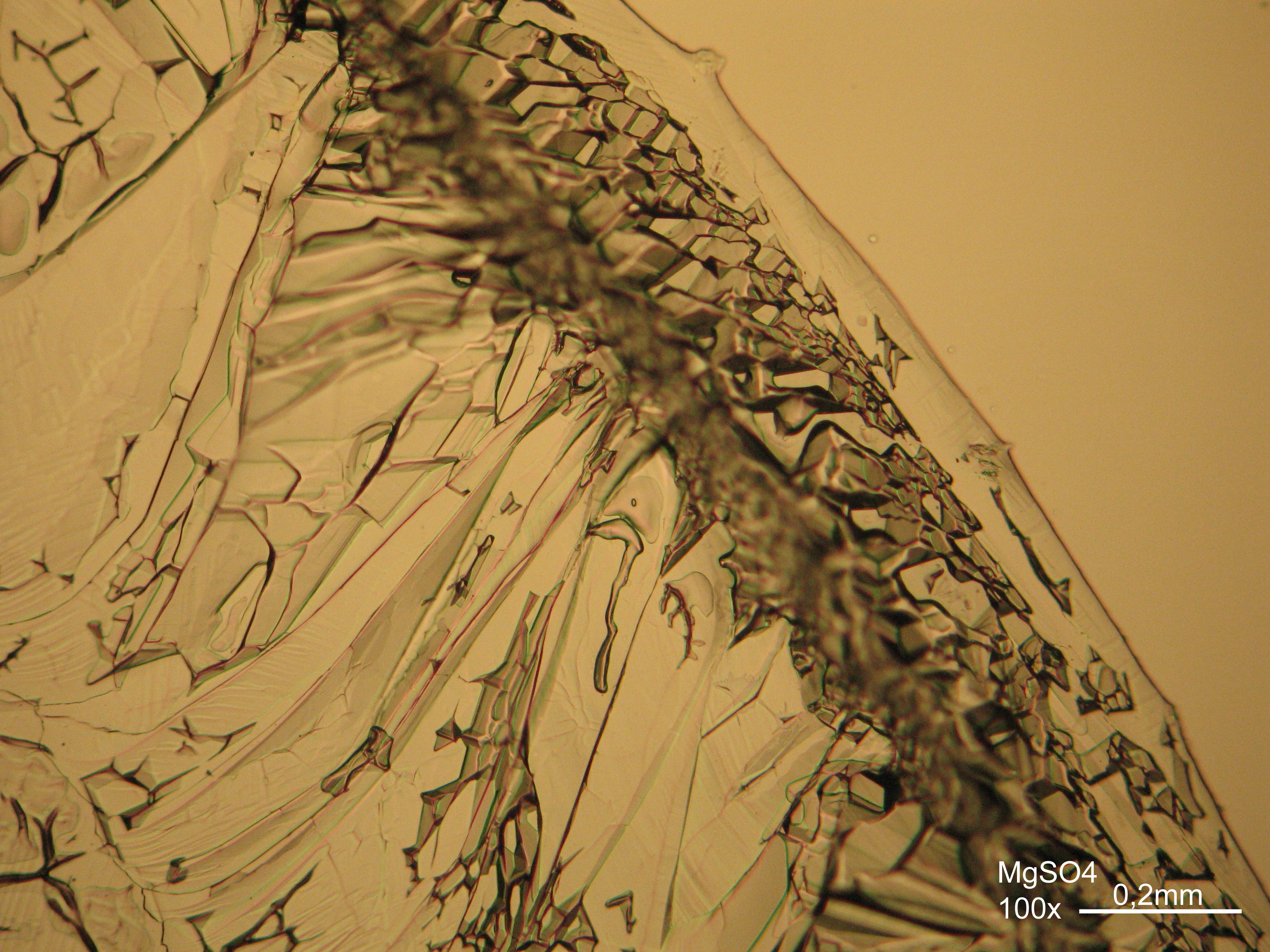 Abbildung 18:Magnesiumsulfatkristalle unter polarisiertem Licht