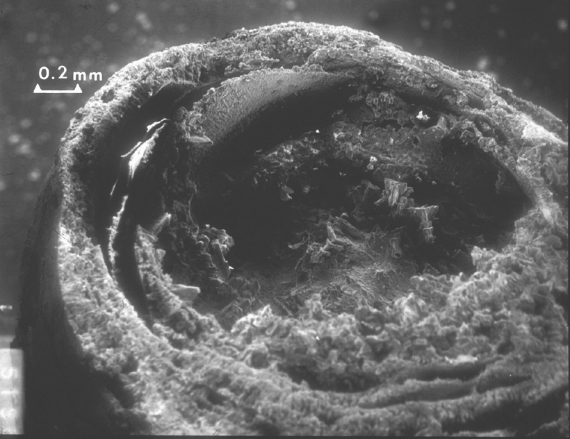 SEM photo showing a cross section of a calcium carbonate stalactite formed by water percolation through concrete. Note that the stalactite is formed by concentric "tubes".