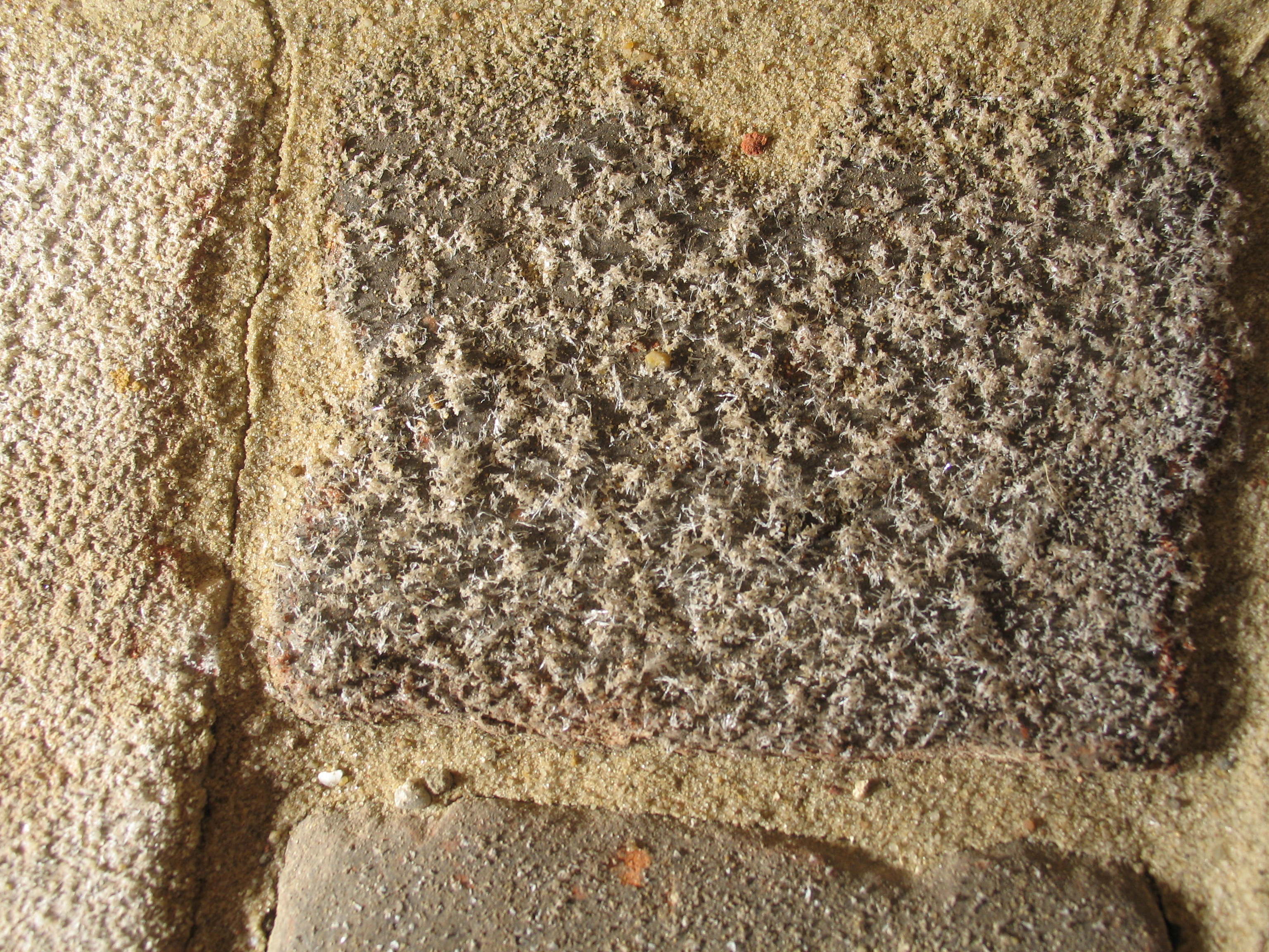 salt efflorescence on a brick