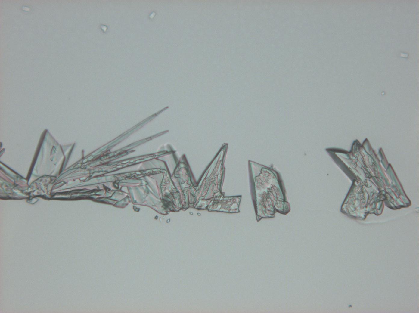 Gipsum, crystallised from an aqueous solution on a glass slide