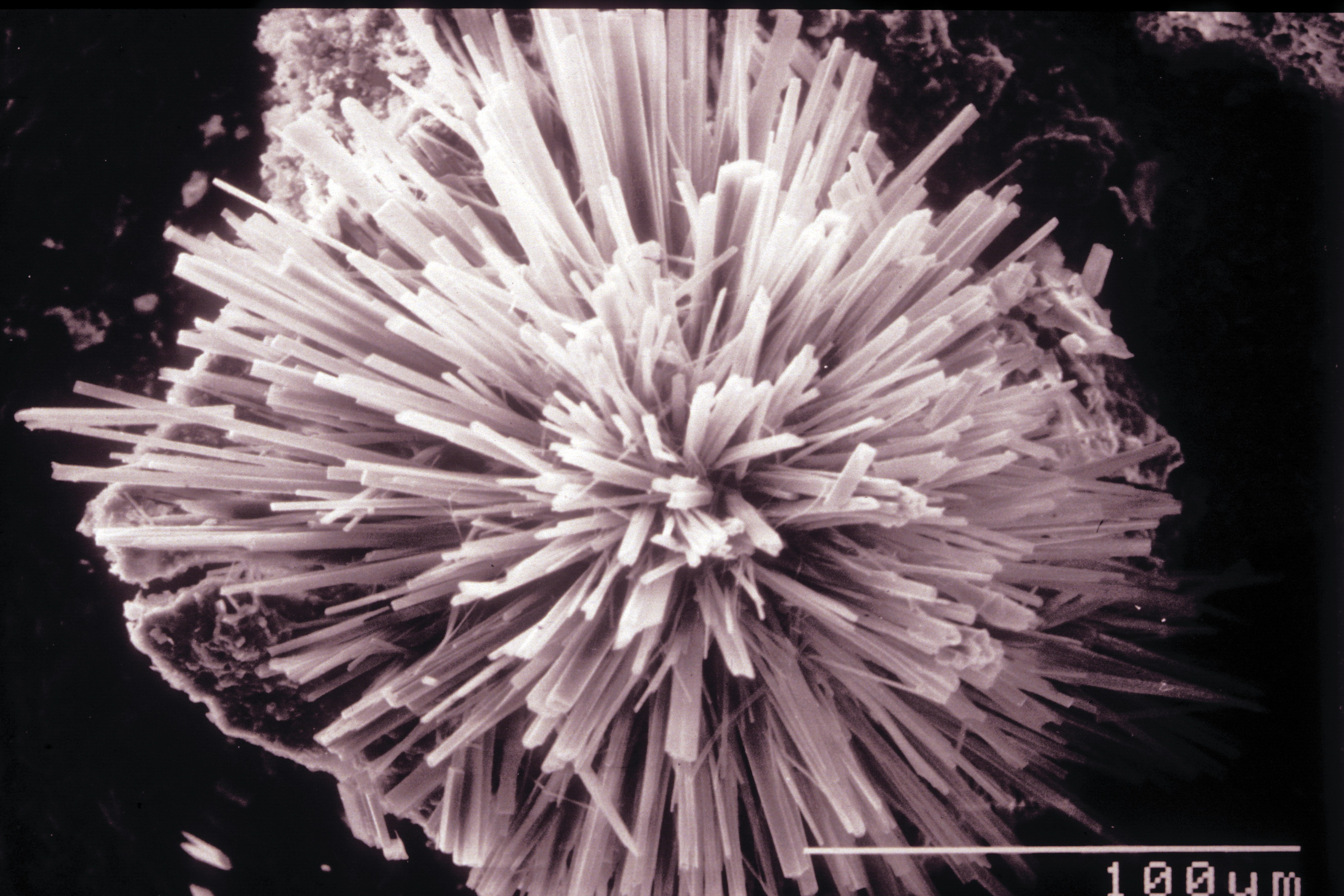 Oxalat Kristalle Musterplatte.jpg