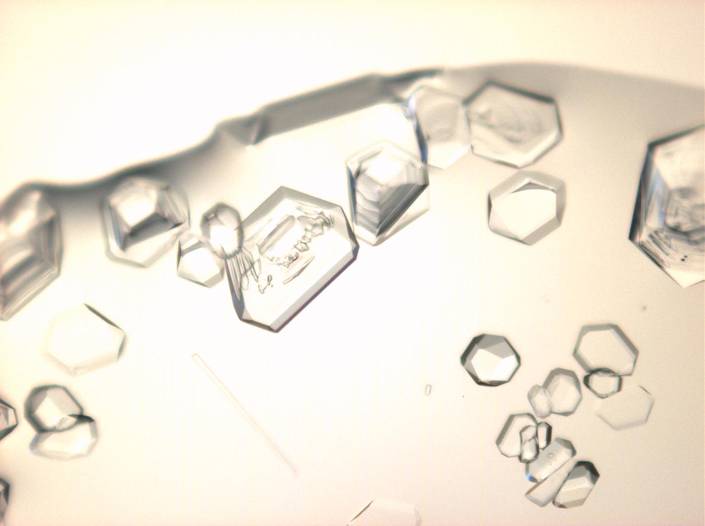 Abbildung 10:Calciumnitratkristalle unter polarisiertem Licht