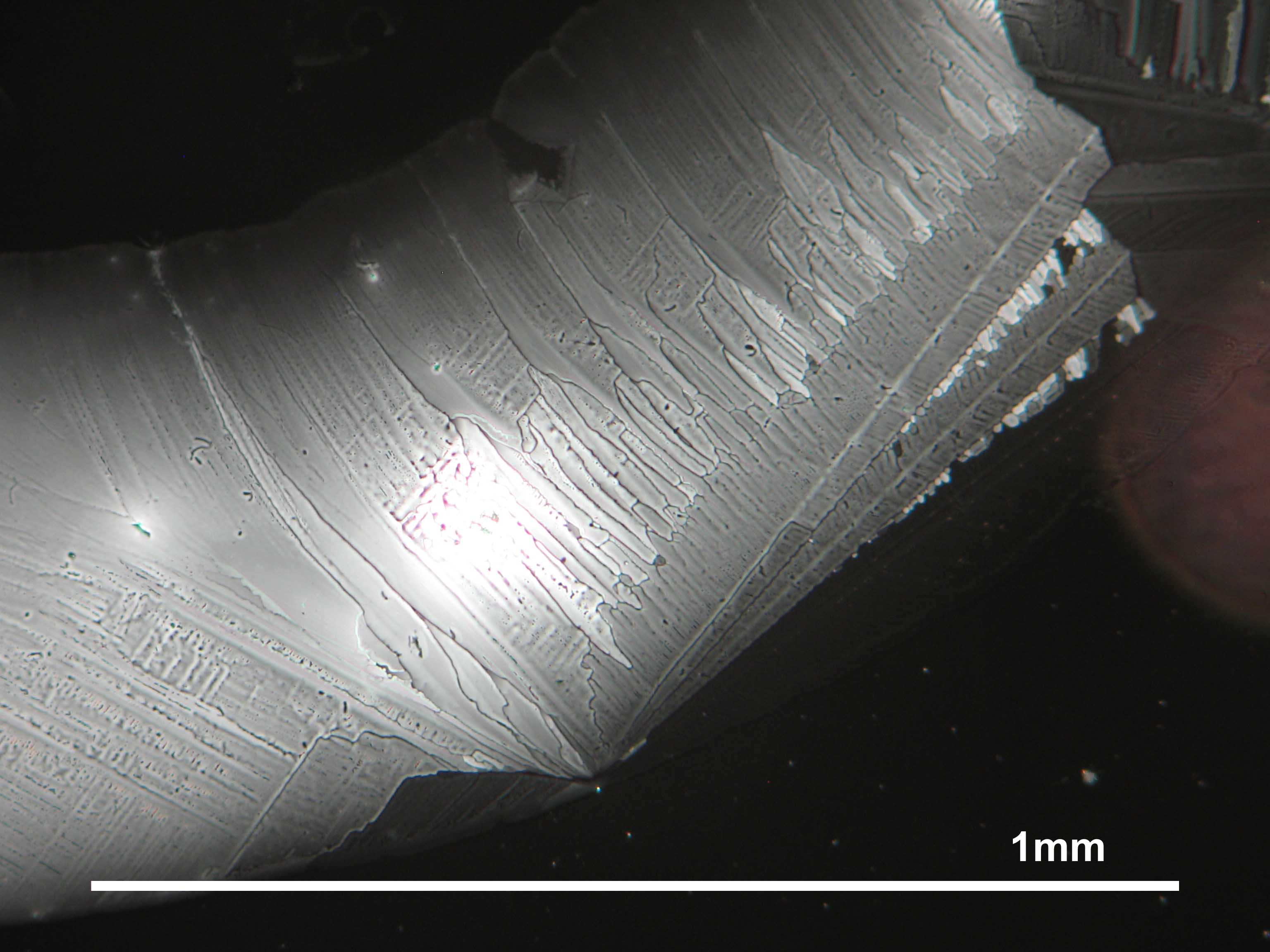 Magnesiumsulfat, auskristallisiert aus wässriger Lösung auf einem Objektträger